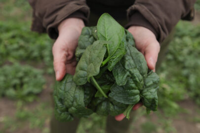 Klamath Grown_V1.01_39_50_10.Still001 Klamath Grown_V1.01_39_50_10.Still001