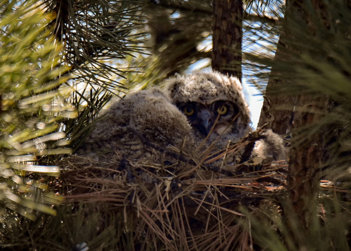 baby-owl_parker_04-26-2022
