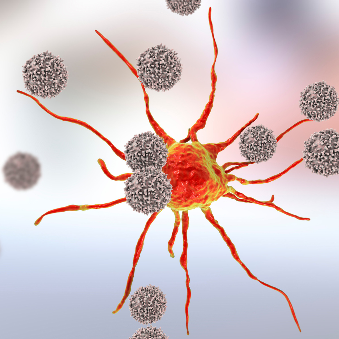 white blood cells immune system canva stock